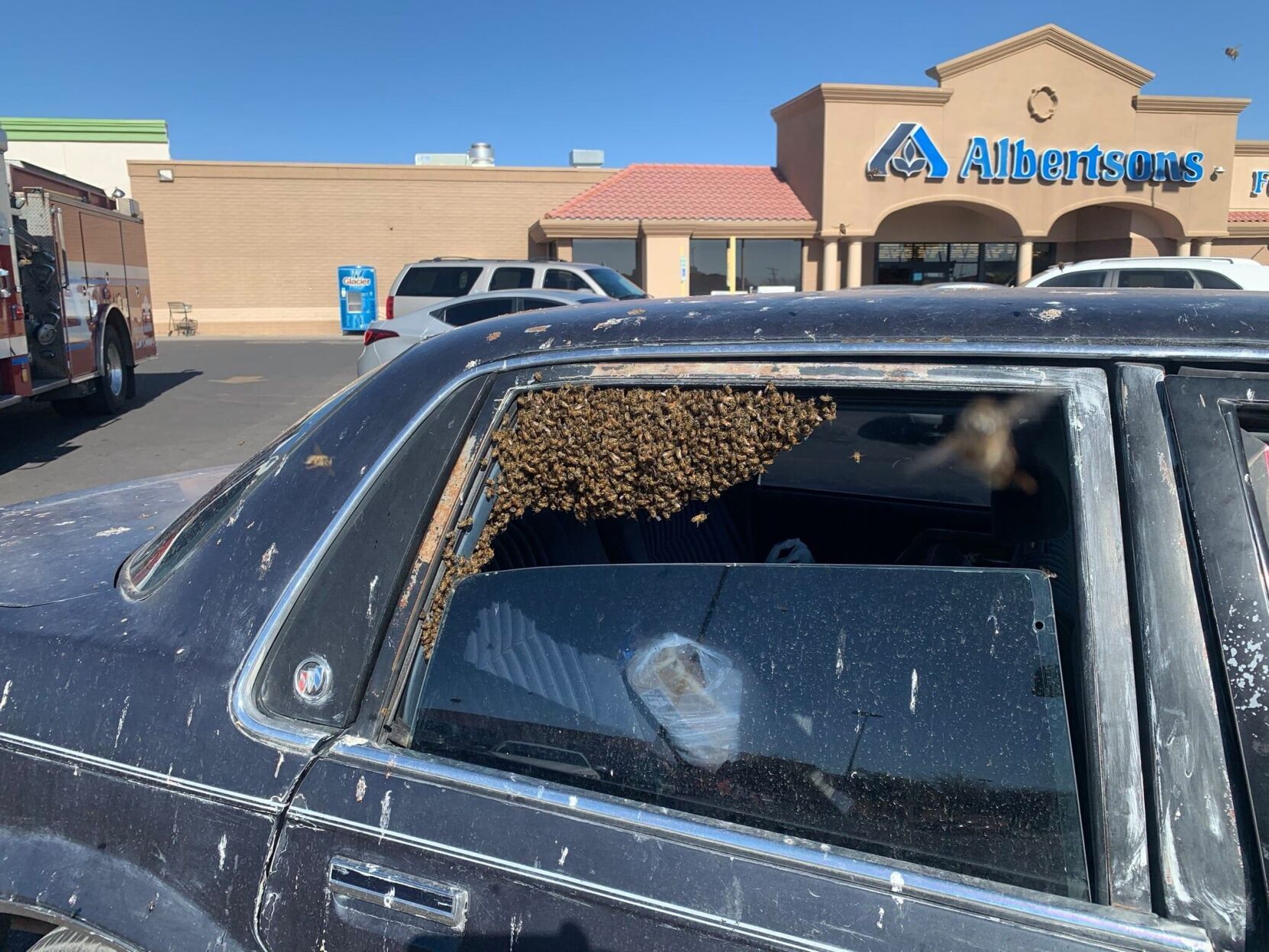 A man returned from shopping and found 15,000 bees in his car